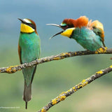 Multilingual color variants